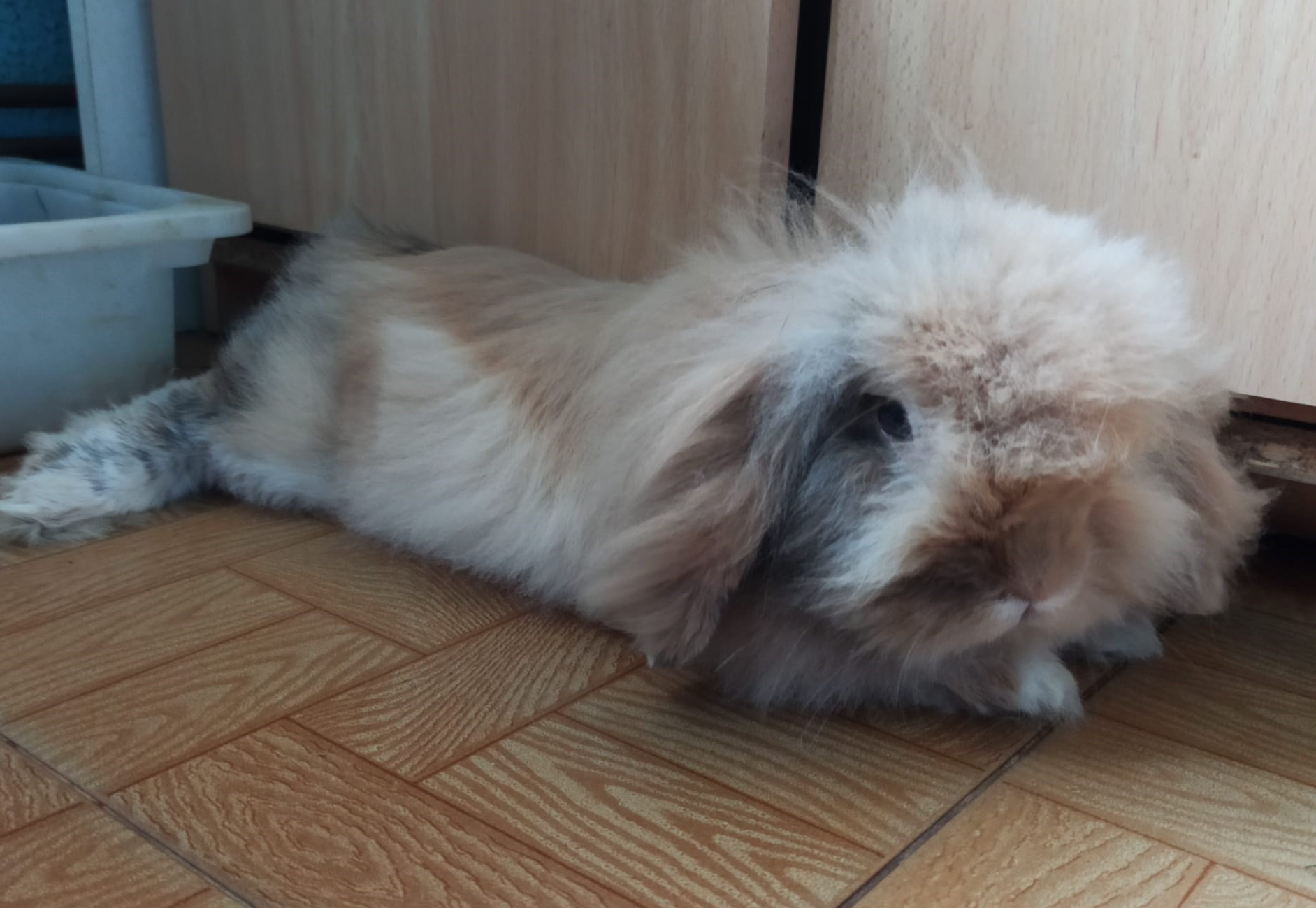 Sebastian princi.jpg